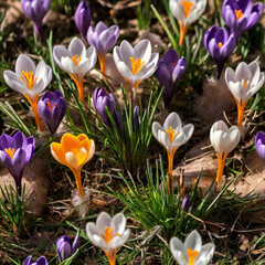 crocuses in the snow