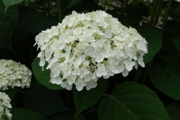 White flower in a garden