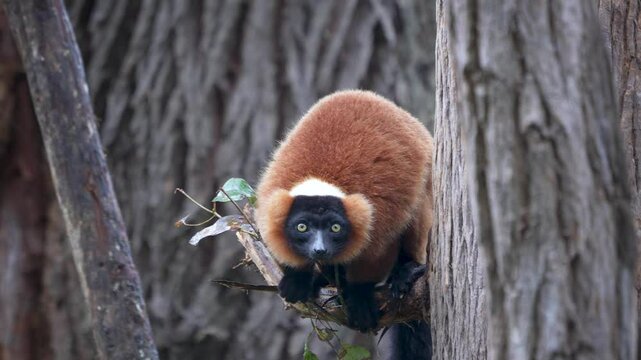 A Red Ruffed Lemur perched on a tree branch. The lemur has a striking red fur coat and a black face with bright yellow eyes. Andasibe Reserve, Madagascar.
