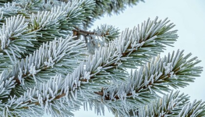 Obraz premium Close-up of frost-covered pine branches. AI generated.