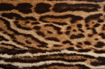 Jaguar fur