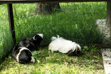 Meerschweinchen tier natur herde