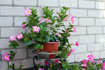 Pink mandevilla, flowers on the wall of a building