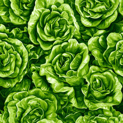 Fototapeta premium Lush green lettuce leaves, close-up.