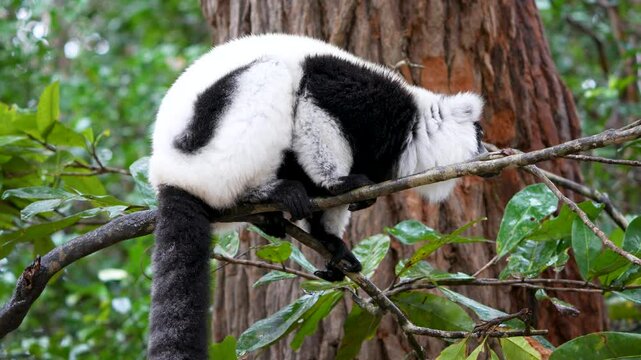 A black-and-white ruffed lemur (Varecia variegata) perches on a branch in a dense forest. The lemurs' unique fur patterns and vibrant environments are highlighted. Andasibe Reserve, Madagascar.