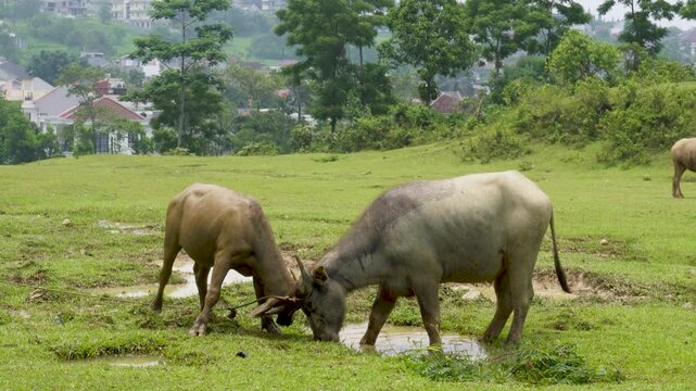 two buffalo were playing with their heads banging together in the grassland