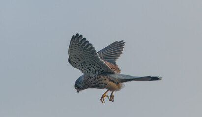 Obraz premium the clouse up kestrel attacks its prey in flight 