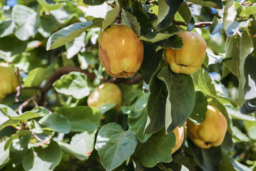 Yellow quinces  on a quince tree 