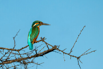 Colorful adult male common kingfisher (Alcedo atthis) or Eurasian kingfisher or river kingfisher on a perch. Nature reserve of the Isonzo river mouth, Isola della Cona, Friuli Venezia Giulia, Italy.	
