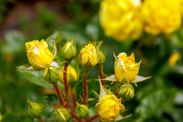 yellow rose bouquet flowers  in spring