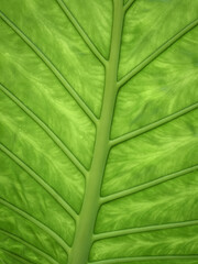 Riesenbl&auml;ttriges Pfeilblatt (Alocasia macrorrhizos) - Blattadern, tropisches Asien