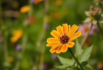 Obraz premium Yellow Flower Blooming in Meadow
