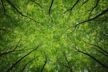 Fototapeta premium Lush Green Canopy Overhead, Capturing the Serenity of Nature with Sunlight Filtering Through the Fresh Foliage of Vibrant Trees in a Forest Setting