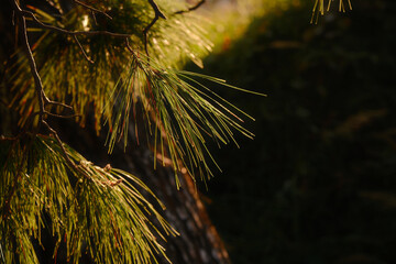 The green pine leaves on the branch hang loosely downwards
