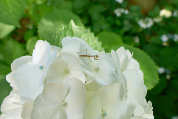 Obraz premium 白い紫陽花の上で休むカマキリの子供