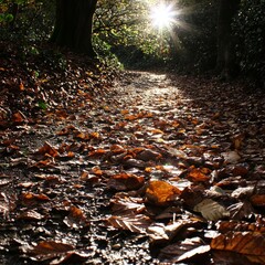 Fototapeta premium Sunlit autumn path strewn with fallen leaves in a wooded area.