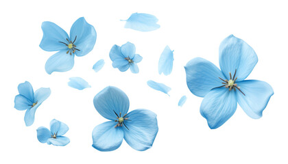 flying blue petals isolated on transparent background cutout