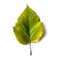 Fototapeta premium Single green leaf isolated on white. (1)