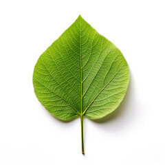 Obraz premium Single green leaf isolated on white. (2)