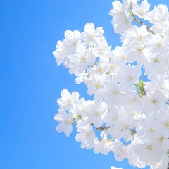 White cherry blossoms against a vibrant blue sky.