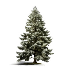 Obraz premium Single snow-dusted evergreen tree on white.