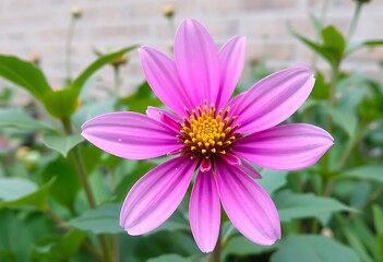 Fototapeta premium Beautiful pictures of flowers with nature