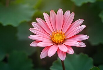 Obraz premium Beautiful pictures of flowers with nature