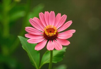 Obraz premium Beautiful Pictures of Natural Flowers