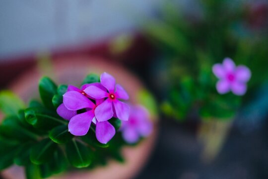 Madagascar Periwinkle, Noyon tara flower with bokeh background 