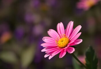 Fototapeta premium Beautiful pictures of flowers with nature