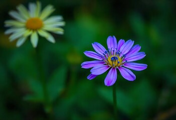 Beautiful pictures of flowers with nature