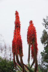 Colorful Blooming Aloe Flower Stems