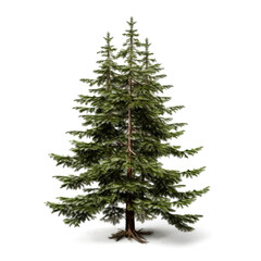 Fototapeta premium Tall evergreen tree with three main trunks, isolated on white background.