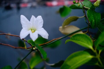 white flower bloom with green nature bokeh background