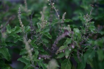 Holy Basil plant and leaf with flower close shot © SamsETabriz