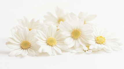 Obraz premium Delicate White Daisies Resting On White Background