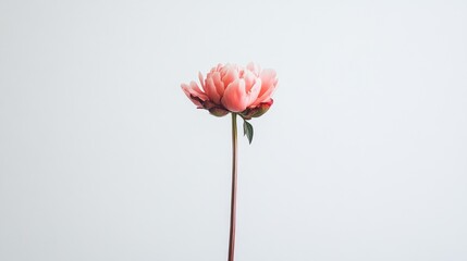 Fototapeta premium A Single Peach Peony Flower on a White Background