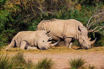 Fototapeta premium Two majestic white rhinos rest and graze in the savannah, showcasing their power and grace. A tranquil moment in their natural habitat, emphasizing conservation efforts for these endangered giants