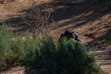 A chimpanzee sits peacefully in its natural habitat, surrounded by greenery and bushes, blending into the shadows of the forest. Perfect for wildlife and nature-focused projects