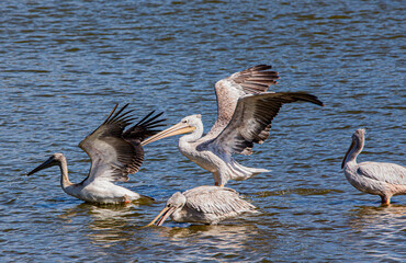 A group of pelicans enjoying the water, showcasing their majestic wings and serene presence. A perfect capture of nature's elegance in an aquatic habitat