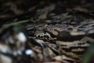 Fototapeta premium A stealthy snake blending seamlessly into the forest floor, highlighting its intricate patterns and scales. A captivating portrayal of camouflage and the beauty of the wild