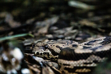 Fototapeta premium A stealthy snake blending seamlessly into the forest floor, highlighting its intricate patterns and scales. A captivating portrayal of camouflage and the beauty of the wild