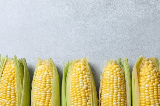 Fresh corn on cobs on gary background, top view