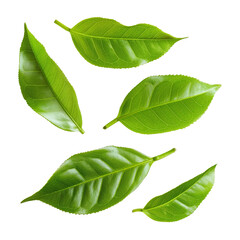 Fototapeta premium Green tea leaves isolated on white background. Set of eco objects