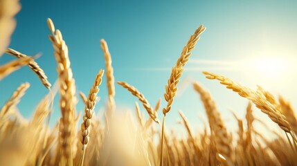 Obraz premium ears of rice grain sunlight concept. Golden wheat under a clear sky
