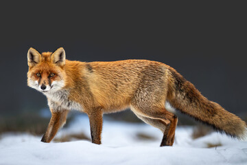 Mammals - Red Fox Vulpes vulpes in winter scenery, Poland Europe, animal walking among winter snowy meadow hunting time