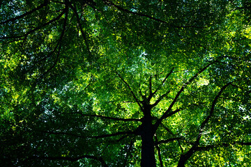 Obraz premium Green Leaves background. Green nature background. Green leaf in forest. Green leaf background. Leaf forest on blurred greenery background. Leaves plants backdrop.