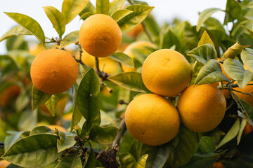 Ripe orange mandarins nestled in vibrant green foliage, symbolizing freshness and nature’s bounty. Perfect for agricultural, food, and wellness content.
