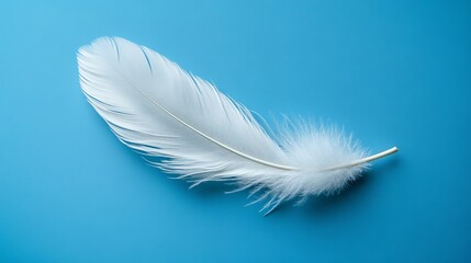 Obraz premium Delicate white feather on a bright blue background