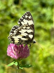 butterfly on a flower